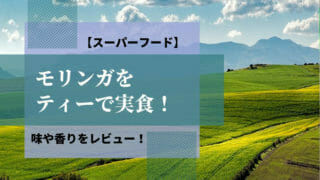 モリンガアイキャッチ